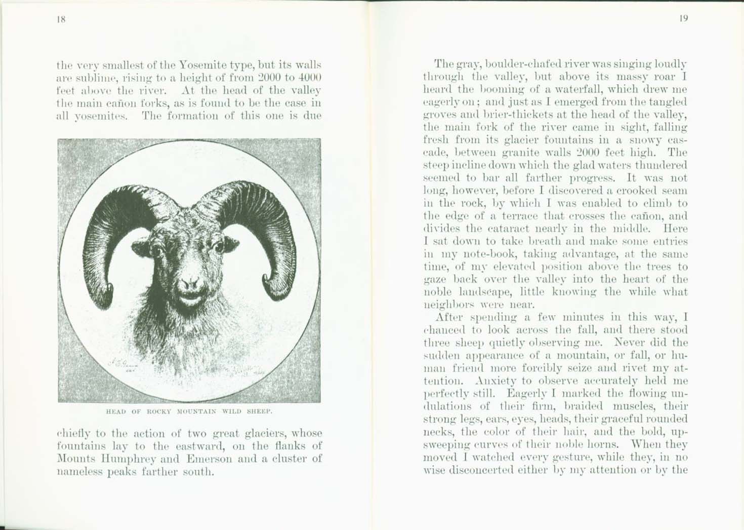 THE WILD SHEEP 1881.vist0017f